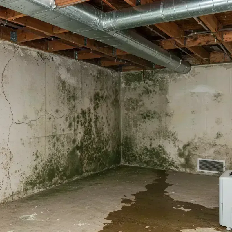 Professional Mold Removal in Uhland, TX